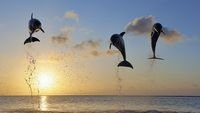 pic for Dolphins Jumping 